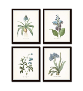 Redoute Blue Botanical Print Set No.7
